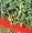 image David's Garden Tool Mulch SRM Red 4 Feet Wide x 100 Feet Long