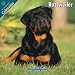 rottweiler11 - Rottweiler 2010 Wall Calendar 12 X 12