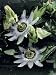 Close-Up of Blue Passion Flowers (Passiflora Caerulea) Photographic Poster Print by D. Dagli Orti, 30x40