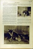 1895 CALDWELL DOG MUZZLE BONE REYNARD FOX ANIMAL PRINT