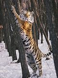 IMAGE OF A Captive Siberian Tiger Pauses to Stare at the Photographer Photographic Poster Print by Dr. Maurice G. Hornocker, 30x40