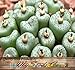 5,000+ Conophytum Species Mix Seeds - Cactus Mix - House Plants cactus cacti succulent For Greenhouse and Outdoor Too - These seeds are VERY small, each pack of seed will contain more than advertised. But if you are uncomfortable working with VERY small seeds please do NOT purchase this product