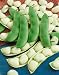 Henderson Bush Lima Bean Seeds - Phaseolus Lunatus - 10 Grams - Approx 30 Gardening Seeds - Vegetable Garden Seed