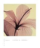 Hibiscus by Steven Meyers. Art Print Poster FRAME IT.. 10 inches width by 12 inches height. Highest Quality Art Poster Print