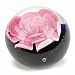 Holiday Seasons Millefiori Series - Murano 100% Handmade Mouth Blown Paperweight Centerpiece - Big Contrast Pink Flower with Dark Dome