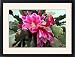 Framed Prints of Orchid Cactus flower from Ros Drinkwater