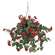 Begonia Hanging Basket