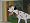 101 Dalmatians [Region 2]