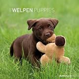 Welpen 2012. Broschürenkalender 30 x 30 cm