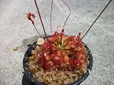 Drosera Spathulata Sundew Frasier Island Form Carnivorous Plant