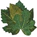 Sisson Imports French Leaves, Green, Set of 40