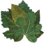 Sisson Imports French Leaves, Green, Set of 40
