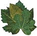 Sisson Imports French Leaves, Green, Set of 40