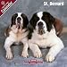 2009 St Bernard Wall Calendar