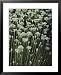 Garlic Chives, Whose Growth is Encouraged by Nipping the Flowers Photographers Framed...