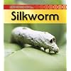 Silkworm (Life Cycle of A...(Heinemann Paperback))