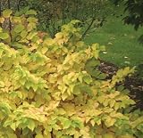 Amazon / Hirts: Dogwood: Arctic Sun - Cornus - Red Twig Dogwood - Very Hardy - Proven Winners