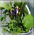 Large Hydro Globe