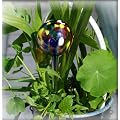 Watering Ball Medium