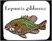 Mouse Pad with fish, aquarium