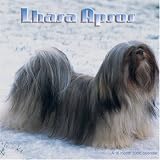Lhassa Apso 2008 Wall Calendar