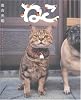 ねこ