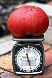 Humongous Mong Tomato 15 Seeds - Heirloom - RARE! -FREE SHIPPING ON ADDITIONAL HIRTS SEEDS ORDERED & PAID WITH ONE PAYMENT!