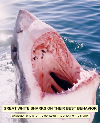 GREAT WHITE SHARKS ON THEIR BEST BEHAVIOR