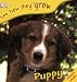 Puppy (See How They Grow)