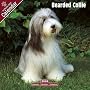 2009 Bearded Collie Wall Calendar
