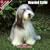 2009 Bearded Collie Wall Calendar