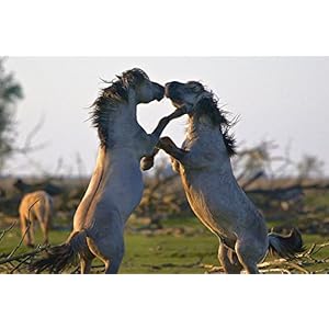 Les Saisons [Blu-ray]