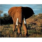 African Elephant (Walking Forward) Art Poster Print - 13x19