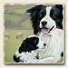 AbsorbaStone Tumbled Stone 4 Piece Coaster Set With Border Collie