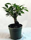 Tiger Bark Weeping Fig Pre Bonsai Tree Ficus 51zkHngKKDL. SL160 Tiger Bark Weeping Fig Pre Bonsai Tree Ficus