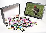 Photo Jigsaw Puzzle of JPF-13107 Chicken - Wyandotte Cock / Rooster on grass from Ardea Wildlife Pets