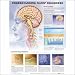 Understanding Sleep Disorders Anatomical Chart