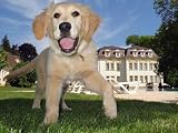 Golden Retriever Puppy in the Garden - 24"W x 18"H - Peel and Stick Wall Decal by Wallmonkeys