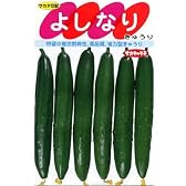 よしなり　　サカタのキュウリ種です