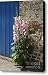 Pink Hollyhocks Growing from a Crack in the Pavement Canvas Print / Canvas Art - Artist Louise He...