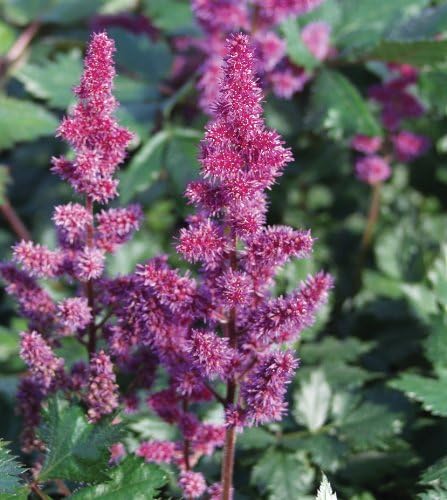 Astilbe chinensis 'Visions in Red' PP11965