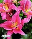 Acapulco Oriental Lily 2 Bulbs - Rose/Pink/Fuchsia/White