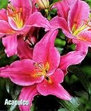 Amazon / Hirts: Bulb; Lily: Acapulco Oriental Lily 2 Bulbs -Rose/Pink/Fuchsia/White