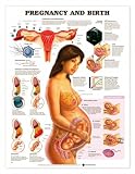 Chart - Pregnancy and Birth