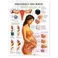 Pregnancy and Birth Anatomical Chart Styrene Plastic