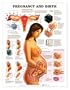Pregnancy and Birth Chart