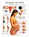 Pregnancy and Birth Anatomical Chart Laminated (In stock)-9981PL1.5