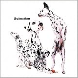 CoasterStone Dalmatian