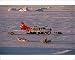 Photographic Prints of Dog sleds carrying supplies from a Cessna Caravan plane from ArcticPhoto
