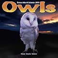 2009 Owls Wall Calendar